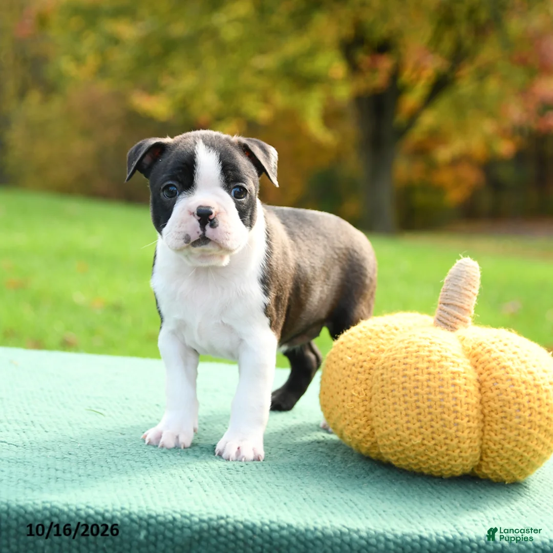 Boston Terrier dogs for sale: Nora - Ad 1