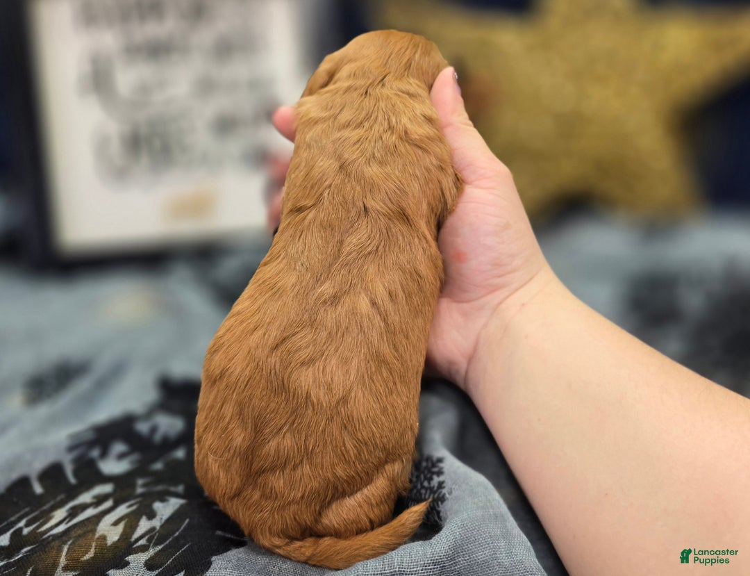 Cavapoo dogs for sale: Flannel - Ad 9