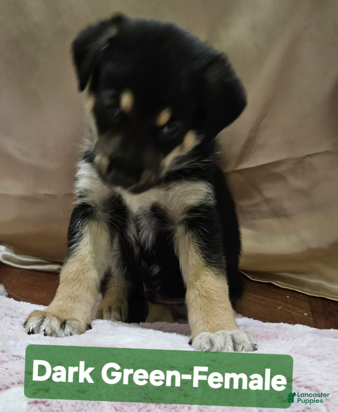 Mixed Breed dogs for sale:  Puppy 2 Dark Green - Ad 6