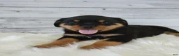 Rottweiler dogs for sale: Rico - Ad 2