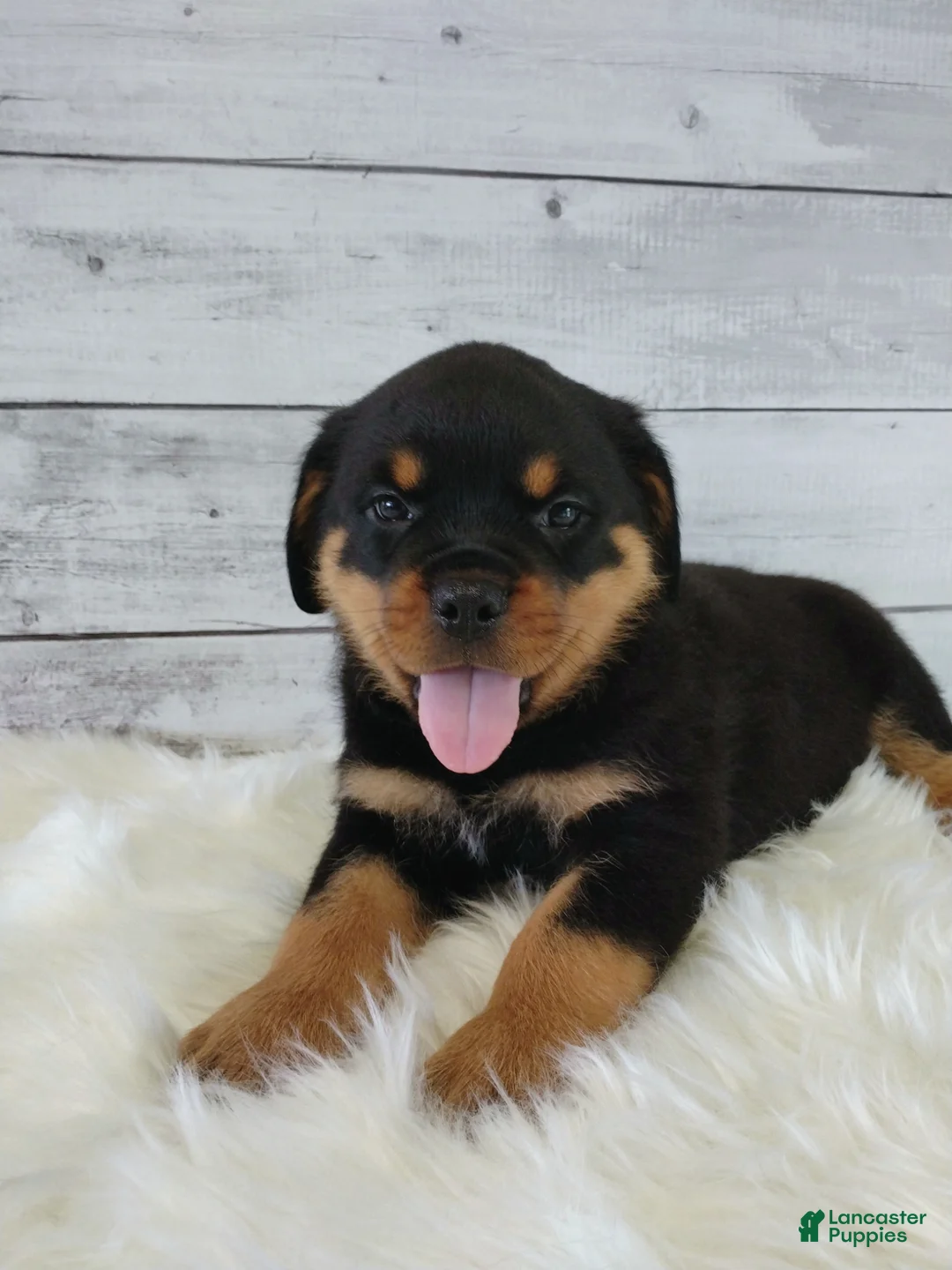 Rottweiler dogs for sale: Rico - Ad 2