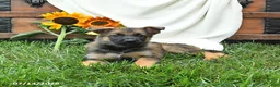 German Shepherd dogs for sale: Olive  - Ad 4
