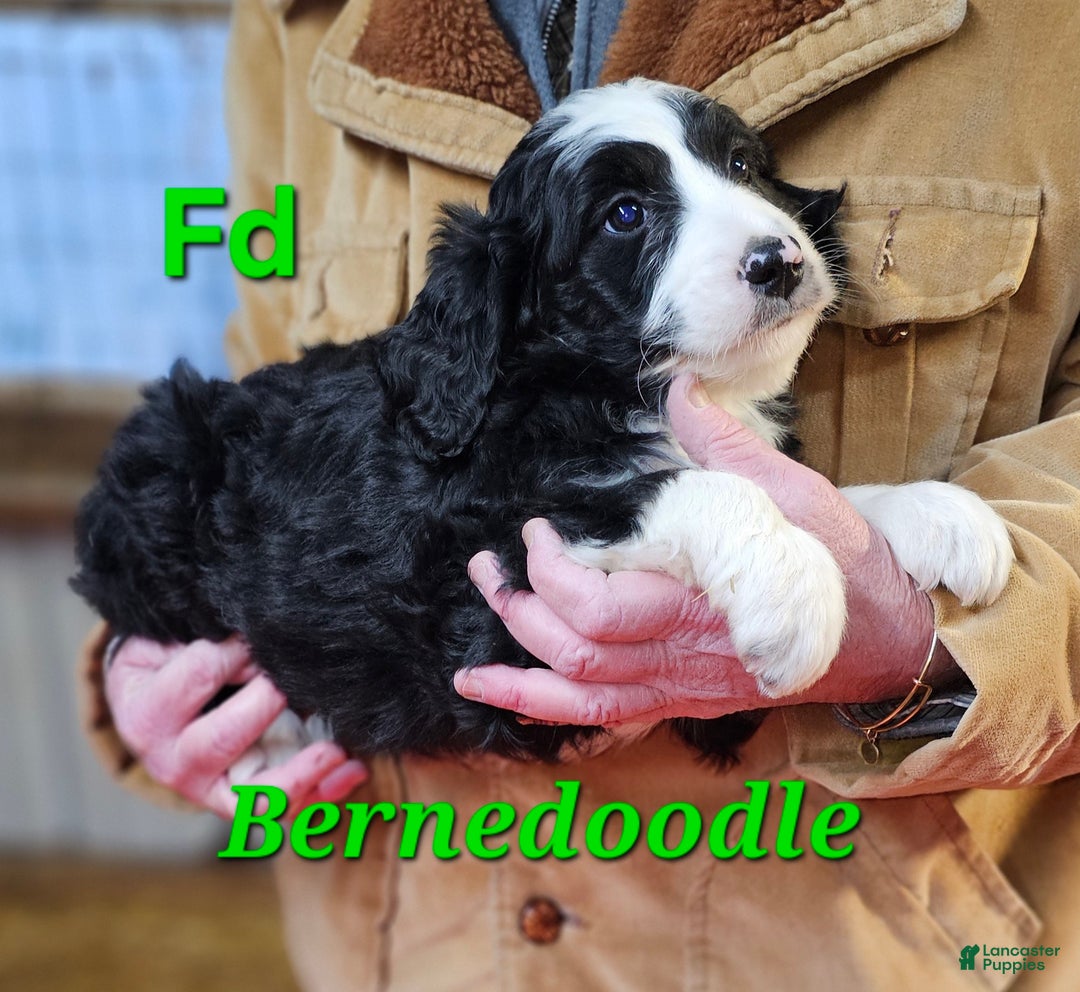 Bernedoodle dogs for sale: Bernedoodle Puppy 1 - Ad 11