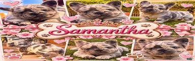 French Bulldog 2