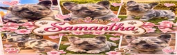 French Bulldog dogs for sale: French Bulldog 2 - Ad 1