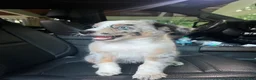 Australian Shepherd dogs for sale: Australian Shepherd 1 - Ad 2