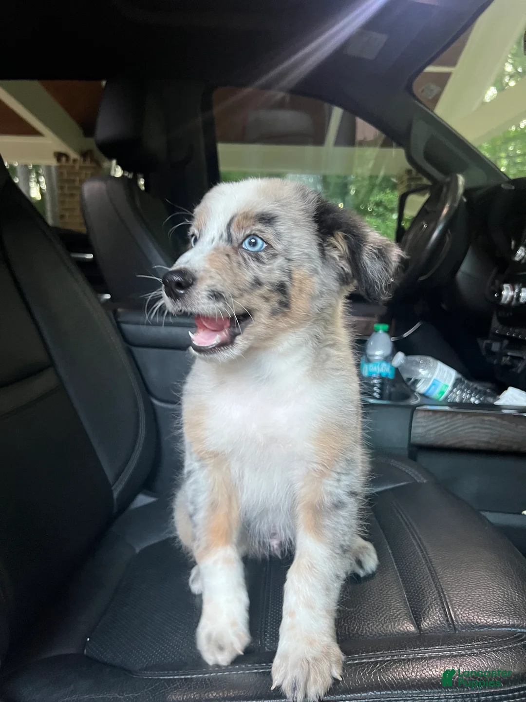Australian Shepherd dogs for sale: Australian Shepherd 1 - Ad 2