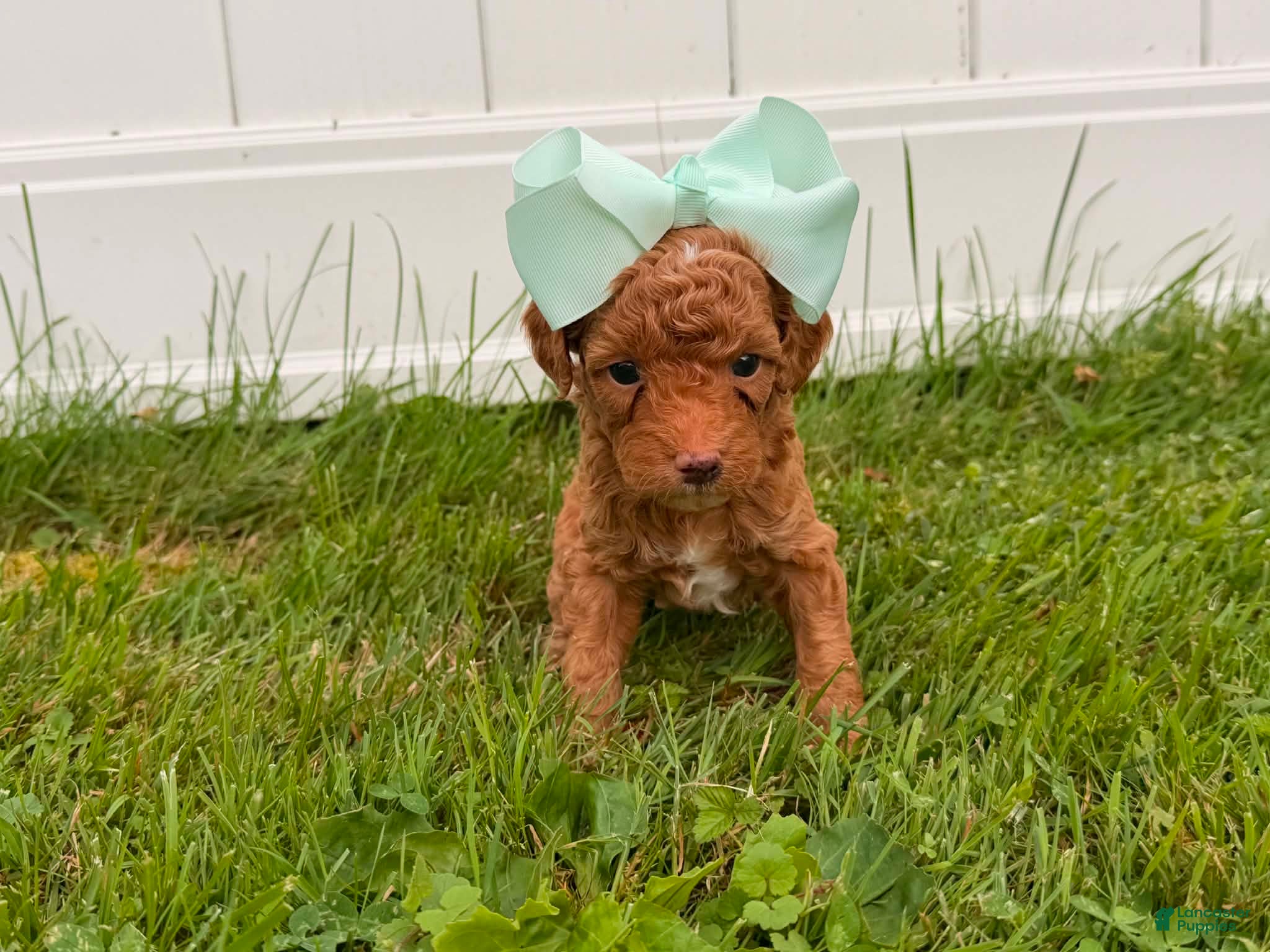 Mini Goldendoodle dogs Reba - Ad 1