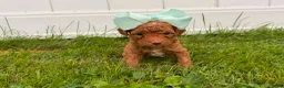 Mini Goldendoodle dogs for sale: Reba - Ad 1
