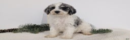 Mixed Breed dogs for sale: Nala - Ad 9