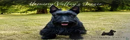 Scottish Terrier dogs for sale: Lachlan-AKC-HealthTestedParents - Ad 3