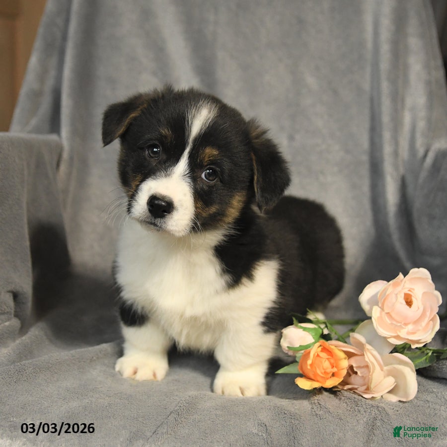 Welsh Corgi Pembroke dogs Buddy - Ad 1