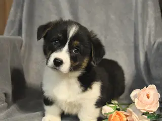 Welsh Corgi Pembroke dogs for sale: Buddy - Ad 3