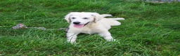 Golden Retriever dogs for sale: Tallulah - Ad 2