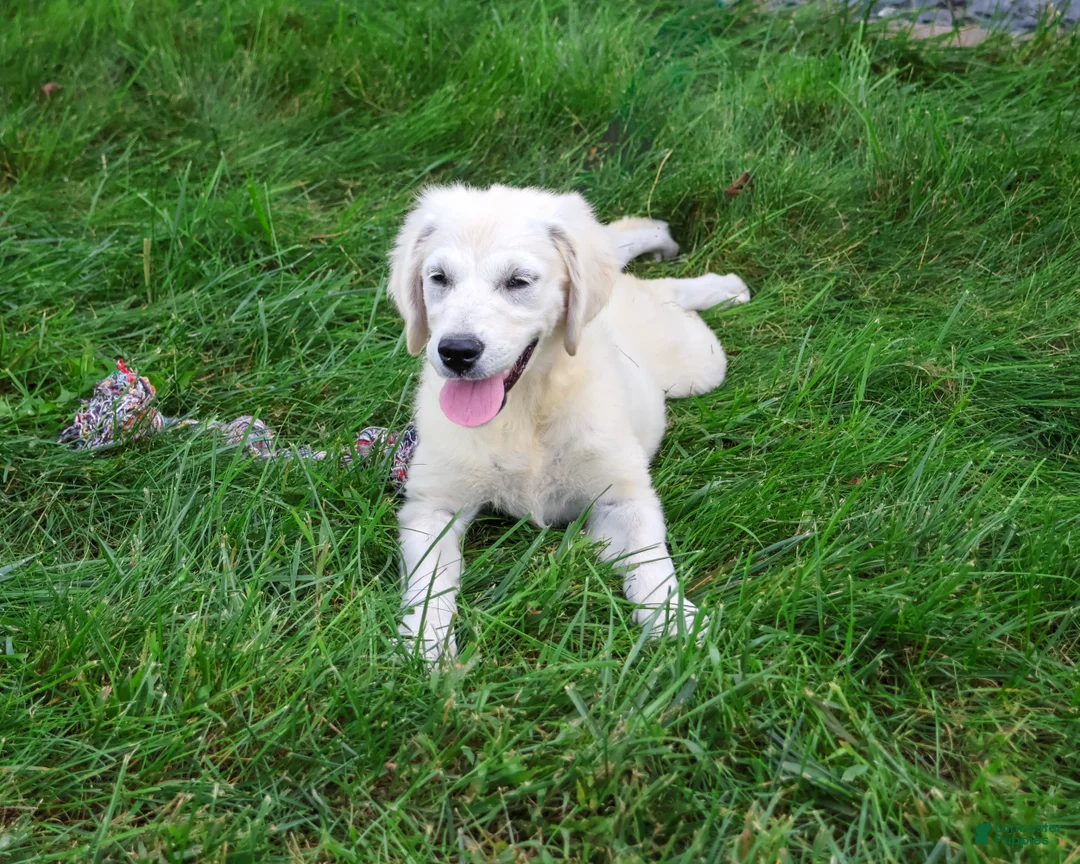 Golden Retriever dogs for sale: Tallulah - Ad 2