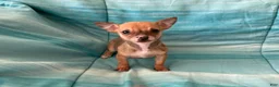 Chihuahua dogs for sale: Lacey - Ad 1