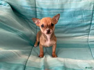 Chihuahua dogs Lacey - Ad 1