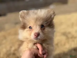 Mixed Breed dogs Ikaikoa - Ad 4