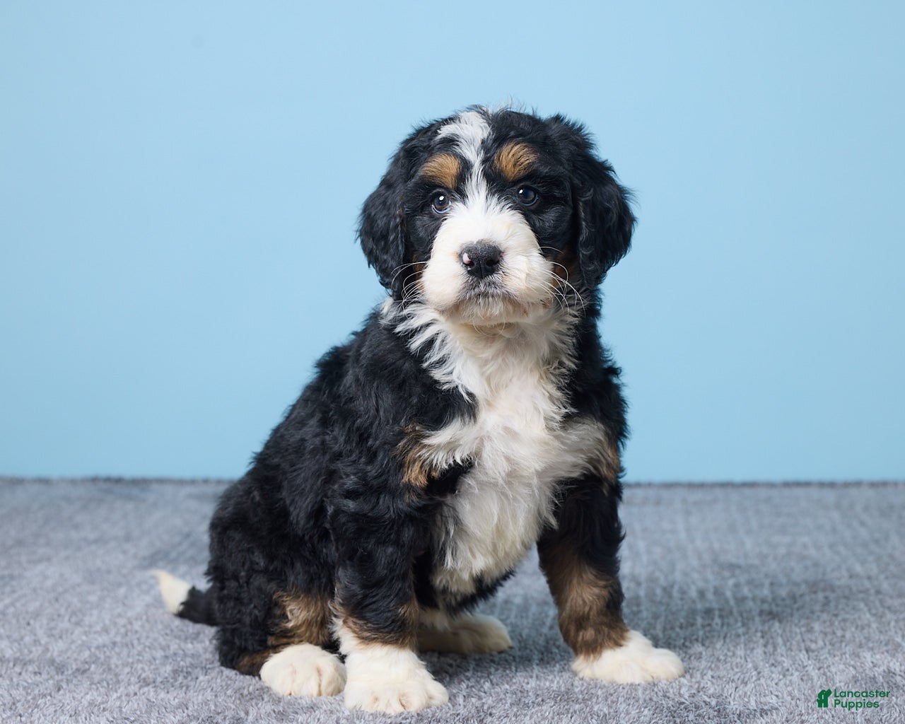 Bernedoodle dogs Heart - Ad 2