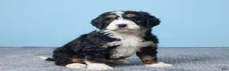 Bernedoodle dogs for sale: Heart - Ad 2