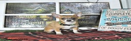 Chihuahua dogs for sale: Fritz - Ad 8