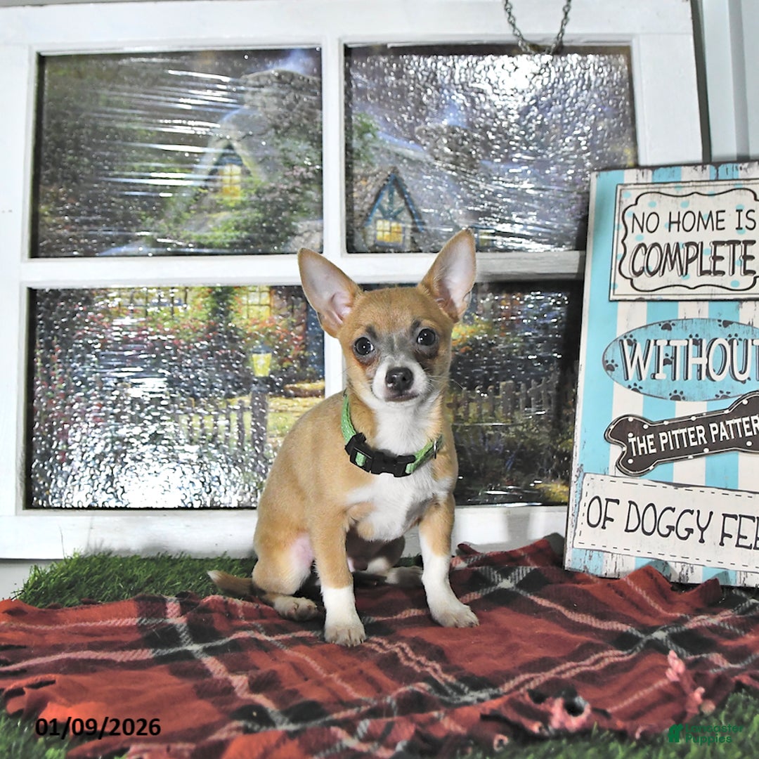 Chihuahua dogs for sale: Fritz - Ad 8