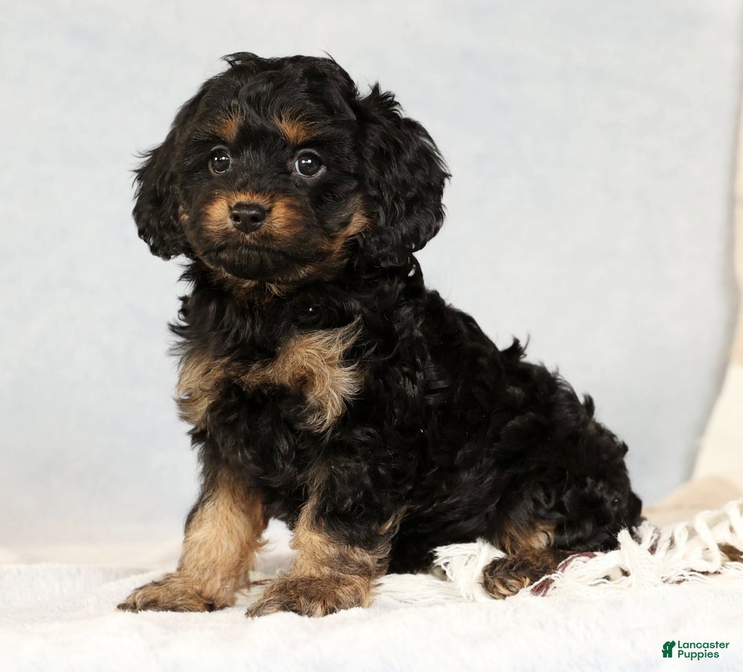 Cavapoo dogs for sale: Bradley - Ad 7