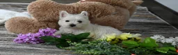West Highland Terrier dogs for sale: Willis - Ad 5