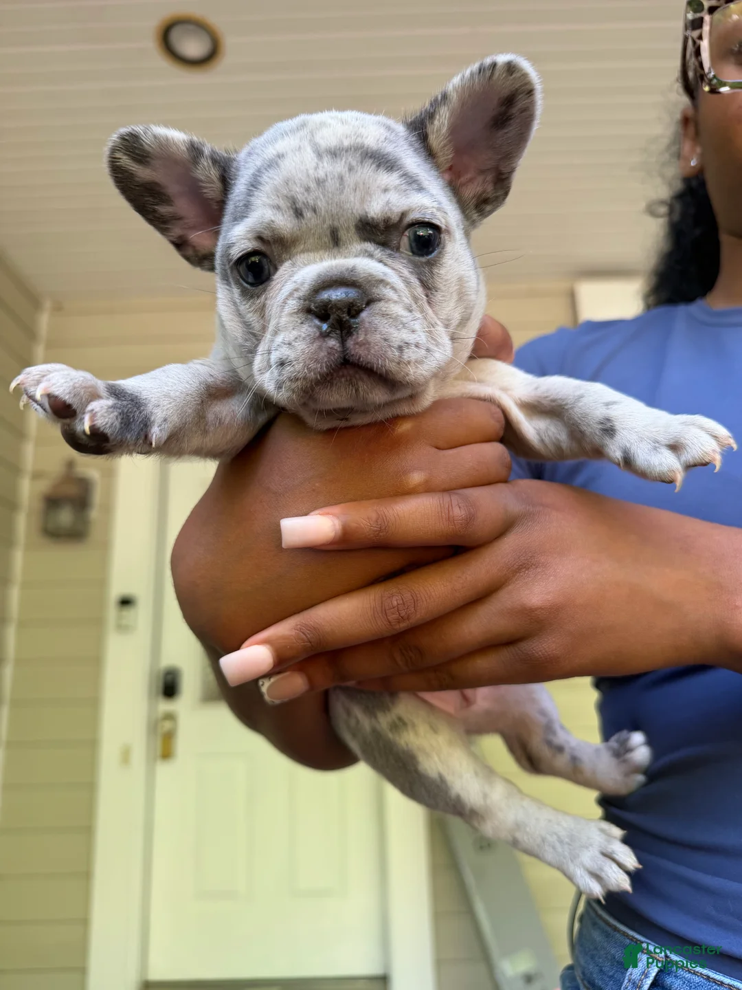 French Bulldog dogs for sale: French Bulldog Puppy 3 - Ad 1