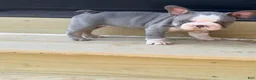French Bulldog dogs for sale: Basil - Ad 6