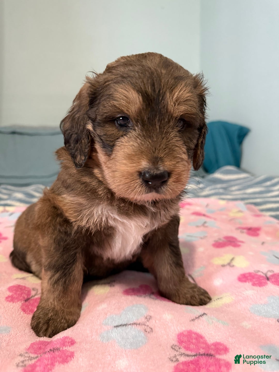 Mixed Breed dogs for sale: Mixed Breed Puppy 4 - Ad 10