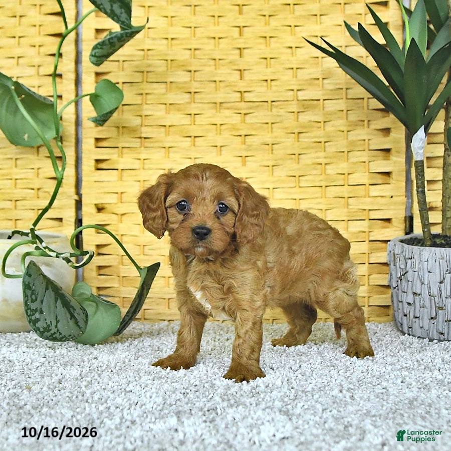 Cavapoo dogs for sale: Dahlia - Ad 1
