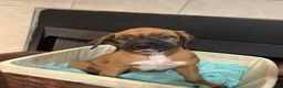 Mixed Breed dogs for sale: Boxenese Girl 1 - Ad 1