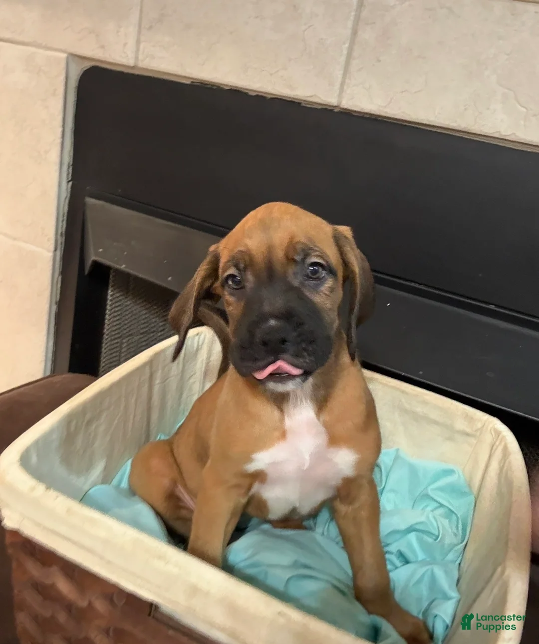 Mixed Breed dogs for sale: Boxenese Girl 1 - Ad 1