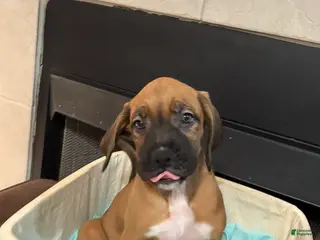 Mixed Breed dogs Boxenese Girl 1 - Ad 36