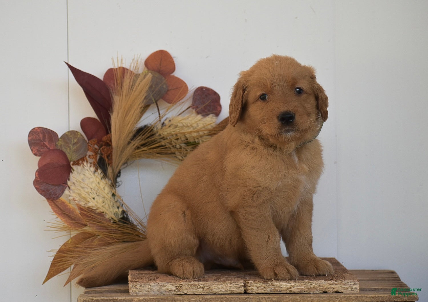 Golden Retriever dogs Kylan - Ad 2