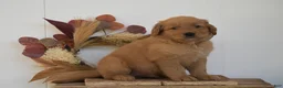 Golden Retriever dogs for sale: Kylan - Ad 2