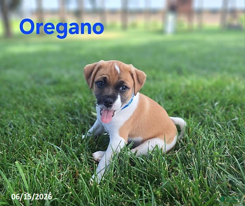 Jug dogs Oregano - Ad 1