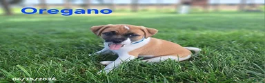 Oregano