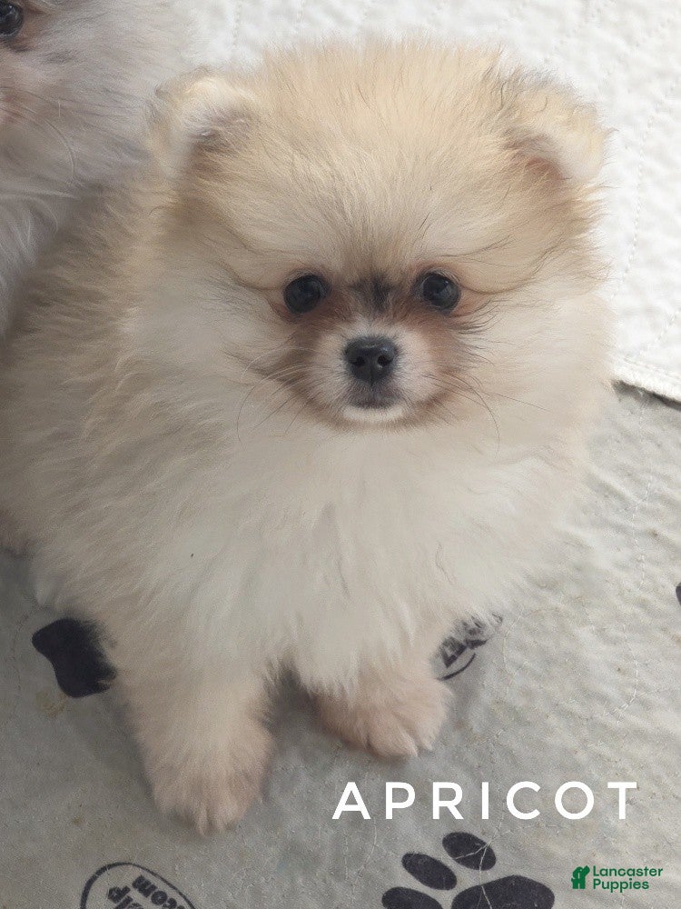 Pomeranian dogs Apricot - Orange Female Pomeranian - Ad 2