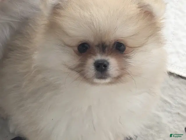 Pomeranian dogs Apricot - Orange Female Pomeranian - Ad 2