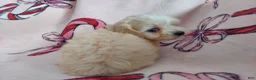 Maltipoo dogs for sale: Maltipoo Puppy 1 - Ad 5