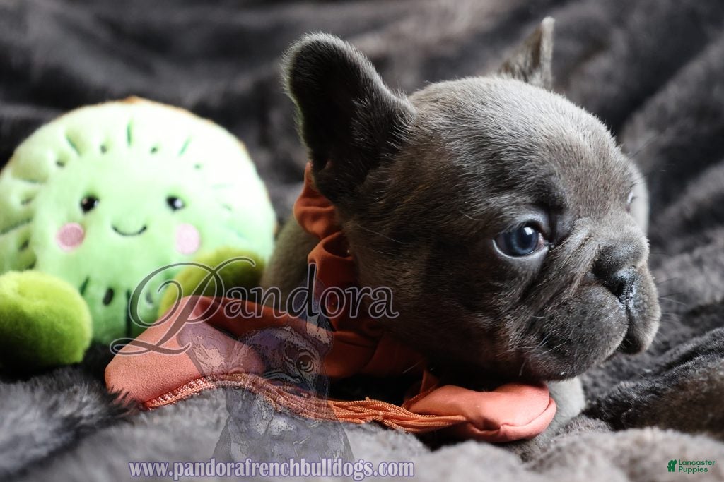 French Bulldog dogs Epic - Ad 1