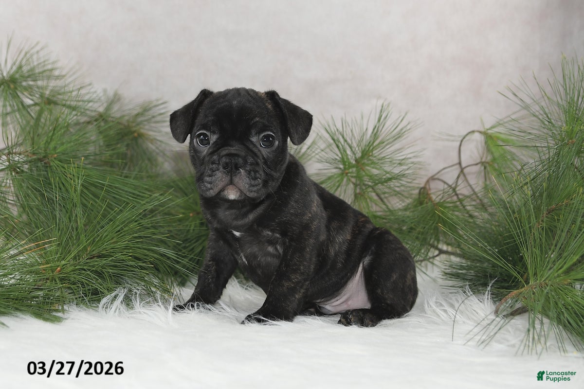 Frenchton dogs Frisco - Ad 1