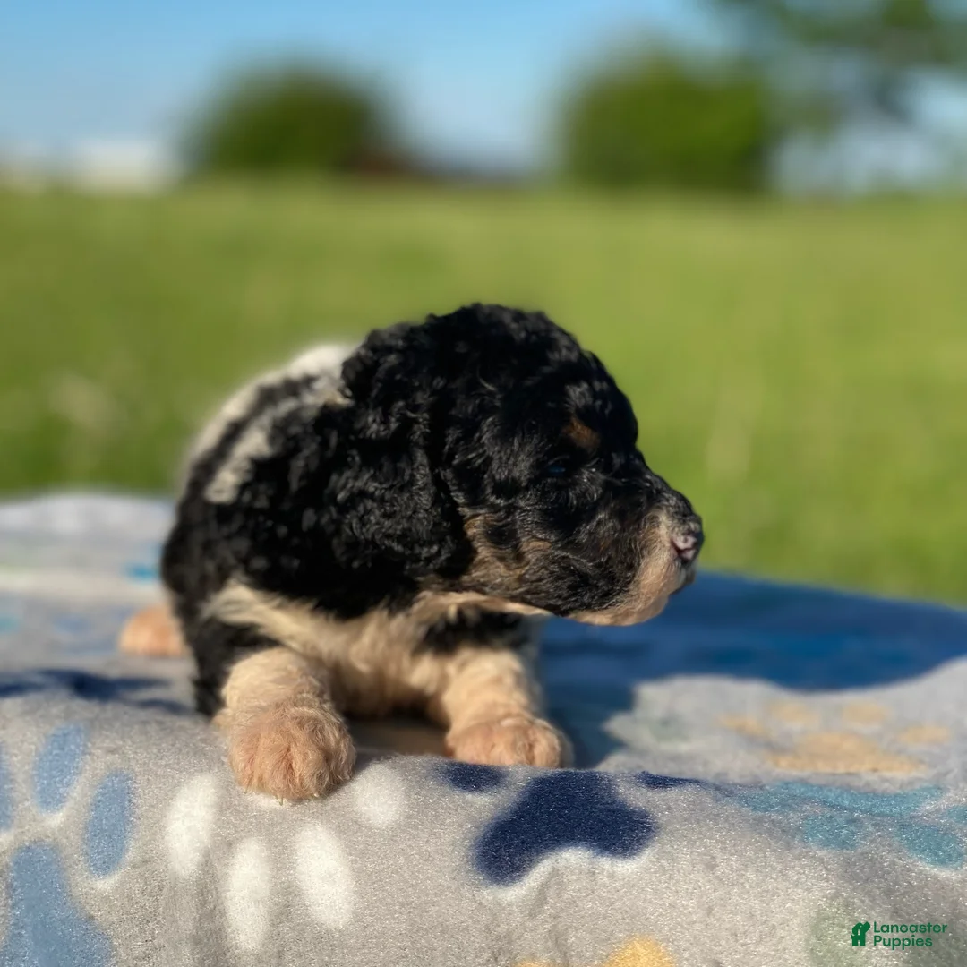 Standard Poodle dogs for sale: Winnie - Ad 2