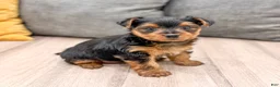 Yorkshire Terrier dogs for sale: Chief - Ad 1