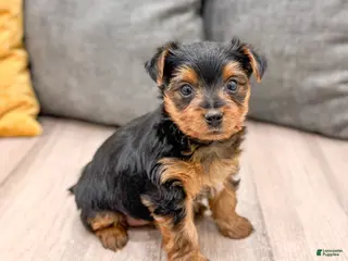 Yorkshire Terrier dogs Chief - Ad 5