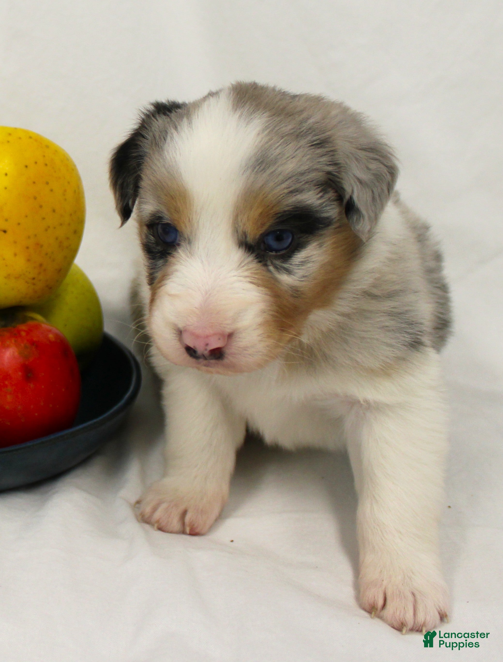 Australian Shepherd dogs Story - Ad 1