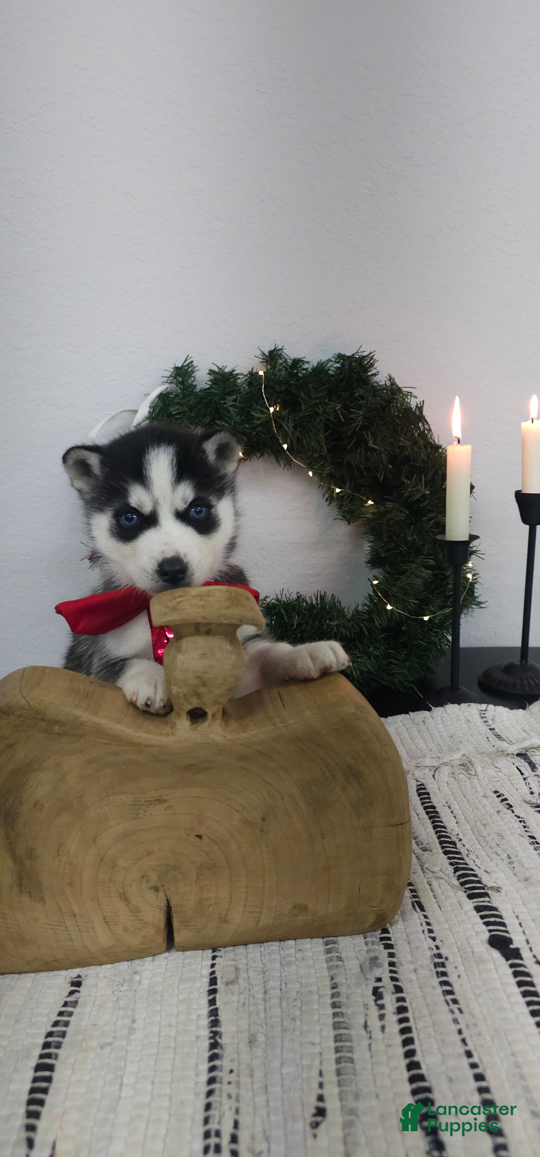 Siberian Husky dogs Griffin - Ad 17