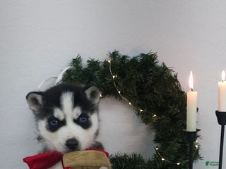 Siberian Husky dogs Griffin - Ad 17